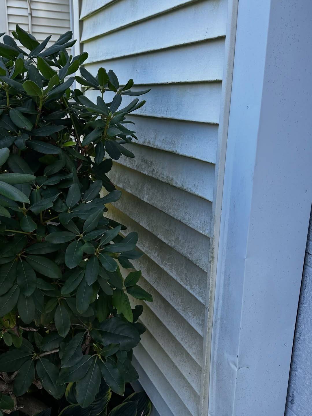Before: Siding behind a shrub with a green film of algae